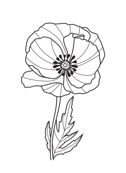 Coquelicot Coquelicot