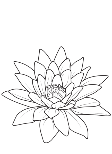 Lotus Lotus